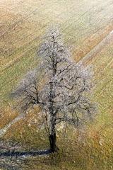 Izidor Jesenko - Poljansko drevo 2